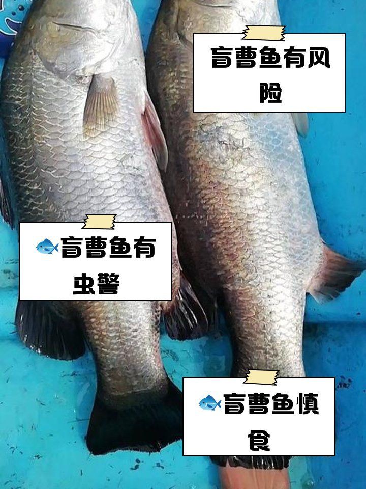 盲曹魚為何盡量少吃，盲曹魚為何盡量少吃邊牧崽崽盲曹魚為何盡量少吃邊牧崽崽 盲曹魚為何盡量少吃，盲曹魚為何盡量少吃邊牧崽崽盲曹魚為何盡量少吃邊牧崽崽 龍魚百科 第1張