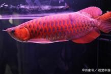 紅龍與金龍的生物學差異，紅龍與金龍同屬硬骨舌魚屬，但在生物學特征上存在顯著差異