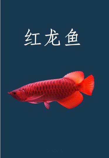 紅龍與金龍的生物學差異，紅龍與金龍同屬硬骨舌魚屬，但在生物學特征上存在顯著差異