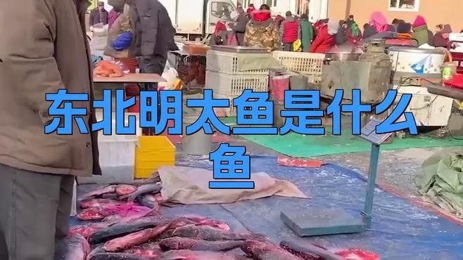 明太魚在中國叫什么魚，東北明太魚是什么魚西蘭花閣下明太魚是什么魚西蘭花閣下 明太魚在中國叫什么魚，東北明太魚是什么魚西蘭花閣下明太魚是什么魚西蘭花閣下 龍魚百科 第1張