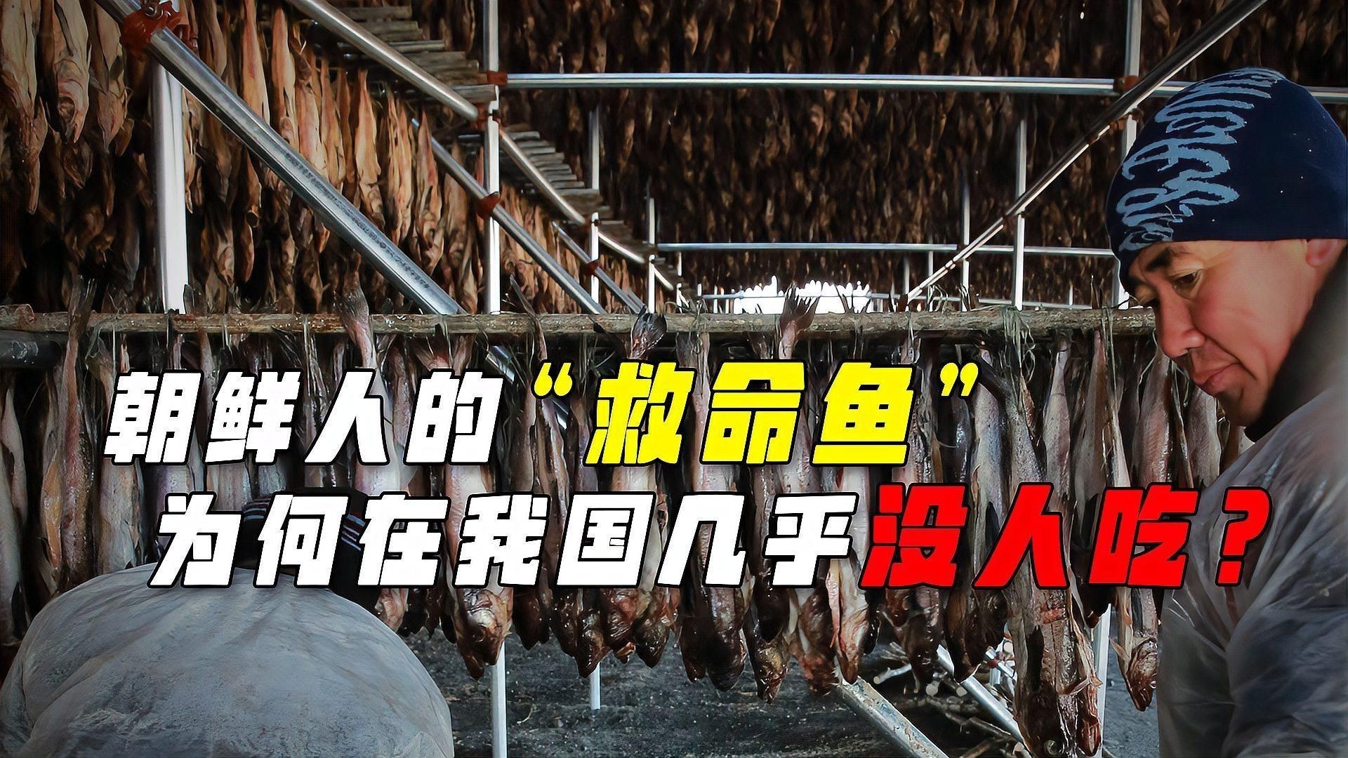 明太魚在中國叫什么魚，東北明太魚是什么魚西蘭花閣下明太魚是什么魚西蘭花閣下 明太魚在中國叫什么魚，東北明太魚是什么魚西蘭花閣下明太魚是什么魚西蘭花閣下 龍魚百科 第3張