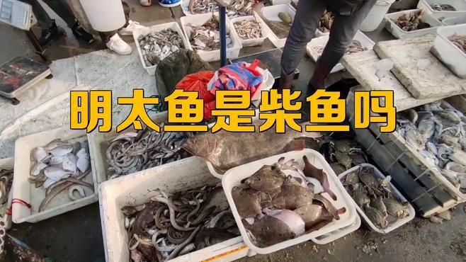 明太魚在中國叫什么魚，東北明太魚是什么魚西蘭花閣下明太魚是什么魚西蘭花閣下 明太魚在中國叫什么魚，東北明太魚是什么魚西蘭花閣下明太魚是什么魚西蘭花閣下 龍魚百科 第2張