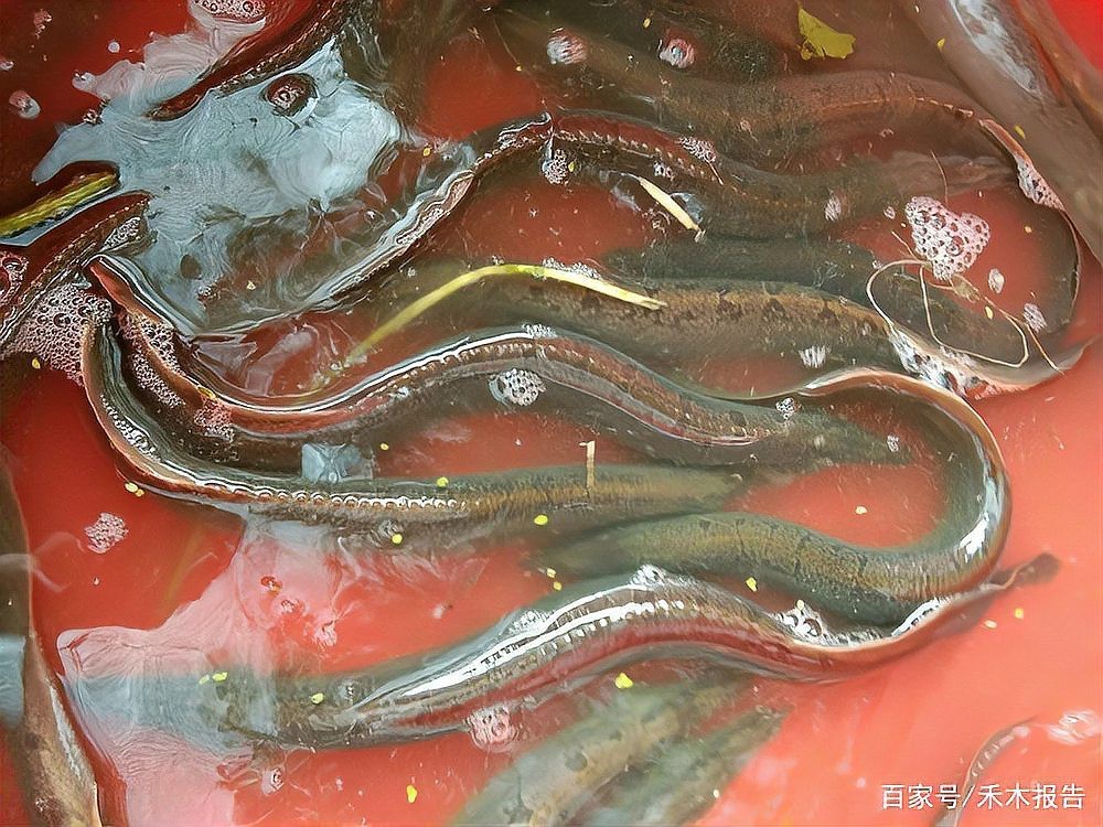 刀鰍魚的毒性有多強，刀鰍魚中毒癥狀有來醫(yī)生這五種魚釣到也扔了千萬不要舍不得吃