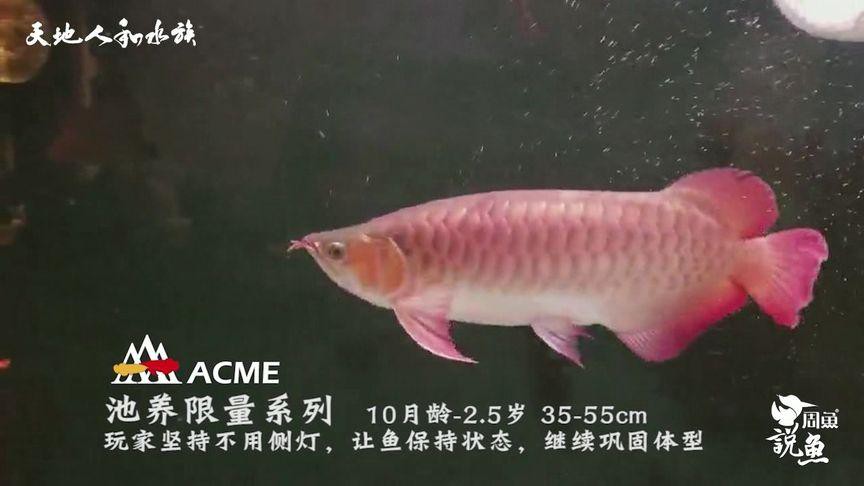 如何判斷大湖紅龍的年齡？，如何判斷大湖紅龍年齡 如何判斷大湖紅龍的年齡？，如何判斷大湖紅龍年齡 龍魚百科 第1張