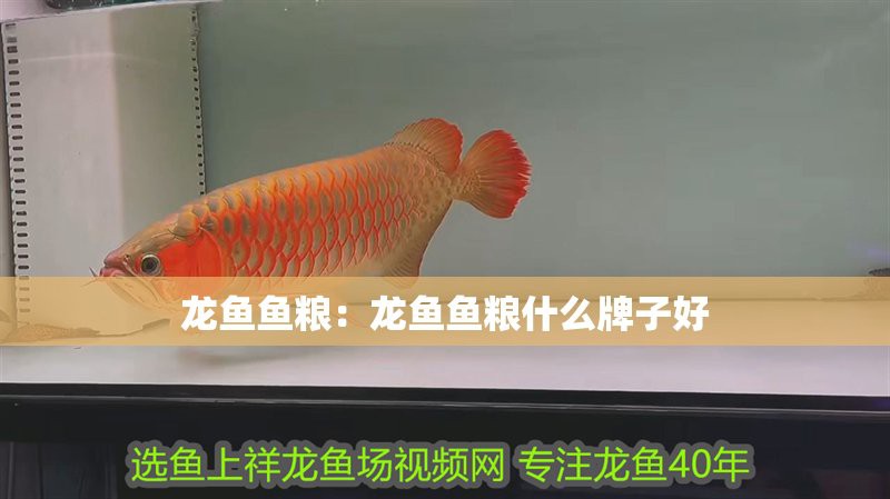 浙江水族店，浙江省內(nèi)水族館分布廣泛且經(jīng)營內(nèi)容豐富多樣 浙江水族店，浙江省內(nèi)水族館分布廣泛且經(jīng)營內(nèi)容豐富多樣 全國水族館企業(yè)名錄 第7張
