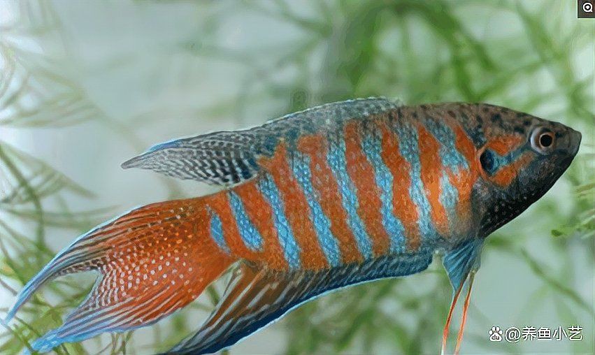 玫瑰丹魚能和什么魚混養，新手宿舍養魚指南:玫瑰丹魚混養適宜伙伴探究摘要