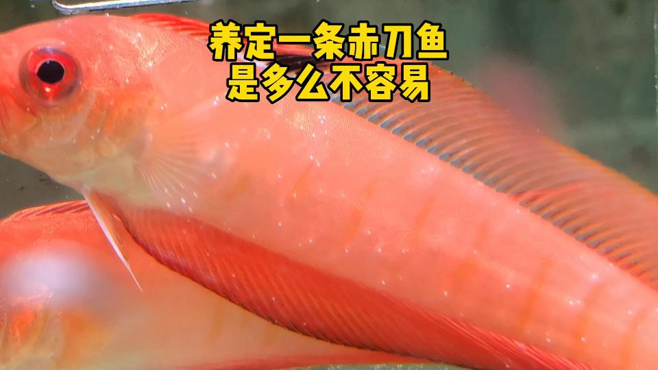 刀魚什么病不能吃，刀魚生吃沒事嗎