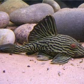 綠皮皇冠豹一年長多少厘米，哥倫比亞綠皮皇冠豹 綠皮皇冠豹一年長多少厘米，哥倫比亞綠皮皇冠豹 龍魚百科 第3張