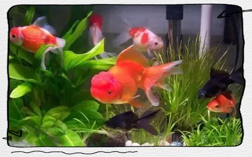 二條魚吉利嗎，《二條魚吉利嗎》養兩條魚在風水中的吉兇宜忌探討大魔王一博