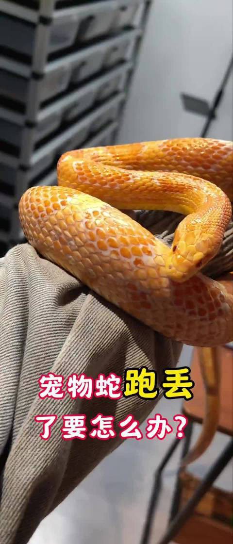 小火龍爬出后如何找到它？，小火龍爬出后的找尋問題 小火龍爬出后如何找到它？，小火龍爬出后的找尋問題 龍魚論壇 第2張