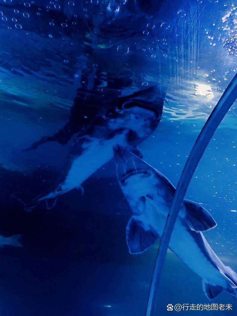 濮陽水族店，濮陽哪家水族店口碑最好 濮陽水族店，濮陽哪家水族店口碑最好 全國水族館企業(yè)名錄 第7張