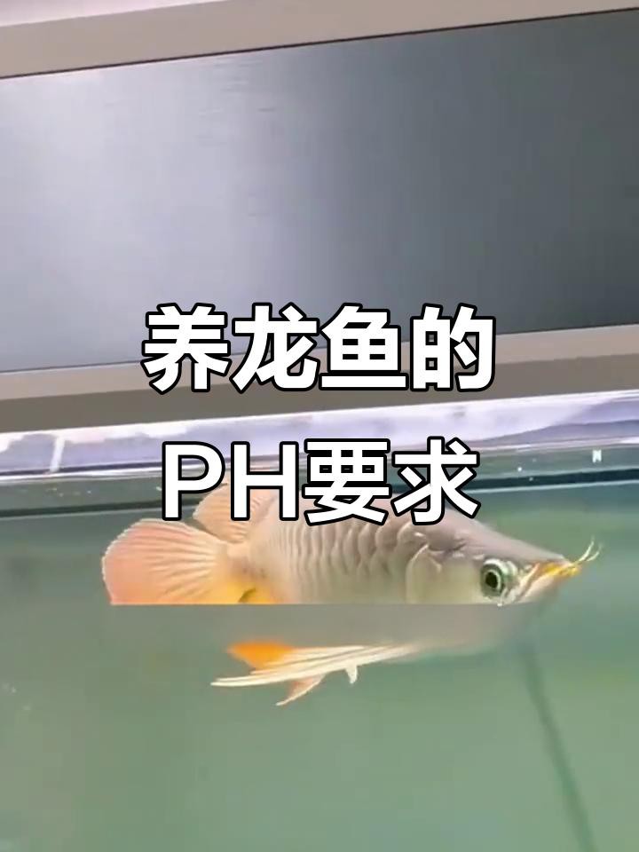 如何設置龍魚魚缸的水質參數？，如何設置龍魚魚缸的水質參數 如何設置龍魚魚缸的水質參數？，如何設置龍魚魚缸的水質參數 龍魚論壇 第3張