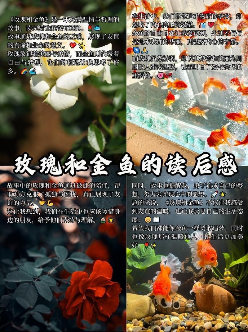 玫瑰和金魚圖片，《玫瑰和金魚圖片》獨特的“玫瑰和金魚圖片”將兩種截然不同的元素巧妙融合