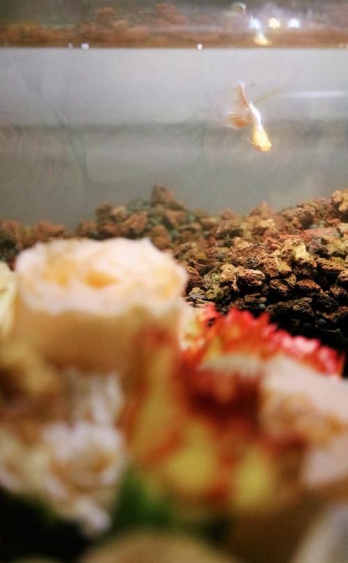 玫瑰和金魚圖片，《玫瑰和金魚圖片》獨特的“玫瑰和金魚圖片”將兩種截然不同的元素巧妙融合