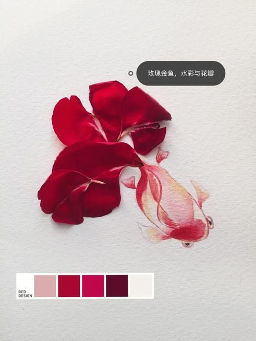 玫瑰和金魚圖片，《玫瑰和金魚圖片》獨特的“玫瑰和金魚圖片”將兩種截然不同的元素巧妙融合