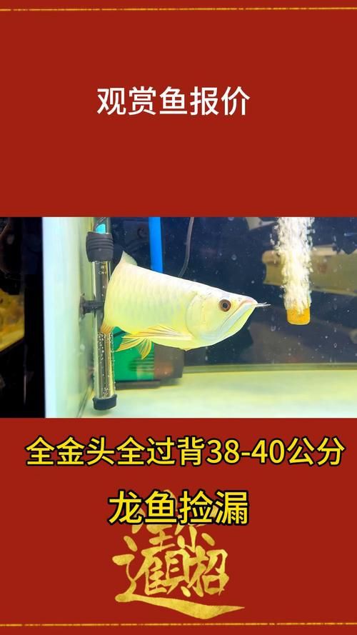 紅龍過背的特征圖片，“紅龍過背”是龍魚中極具觀賞價(jià)值的品種其特征其特征