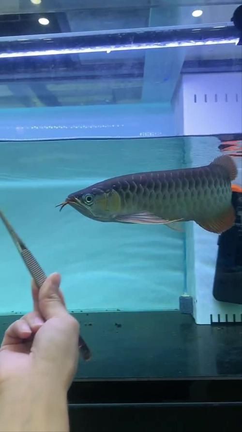 紅龍過背的特征圖片，“紅龍過背”是龍魚中極具觀賞價(jià)值的品種其特征其特征
