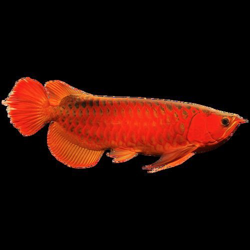 紅龍過背的特征圖片，“紅龍過背”是龍魚中極具觀賞價(jià)值的品種其特征其特征