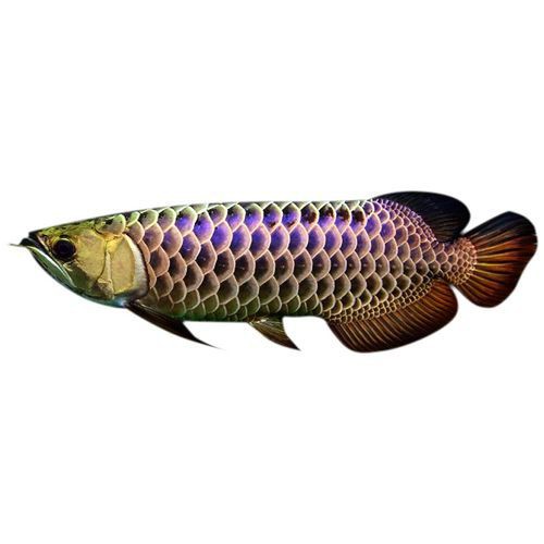 紅龍過背的特征圖片，“紅龍過背”是龍魚中極具觀賞價(jià)值的品種其特征其特征