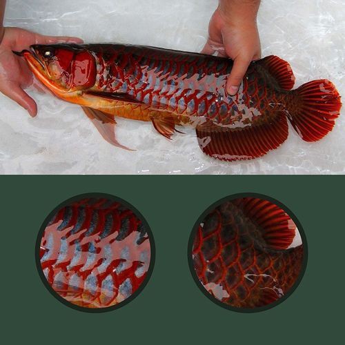 紅龍過背的特征圖片，“紅龍過背”是龍魚中極具觀賞價(jià)值的品種其特征其特征