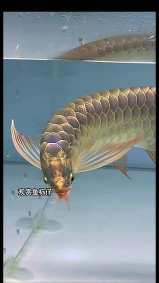 紅龍過背的特征圖片，“紅龍過背”是龍魚中極具觀賞價(jià)值的品種其特征其特征