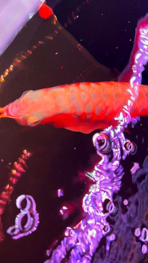 紅龍過背的特征圖片，“紅龍過背”是龍魚中極具觀賞價(jià)值的品種其特征其特征