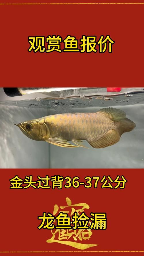 紅龍過背的特征圖片，“紅龍過背”是龍魚中極具觀賞價(jià)值的品種其特征其特征