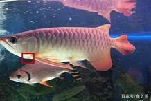 紅龍魚鰓蓋發色詳解圖，紅龍魚發色的各個階段