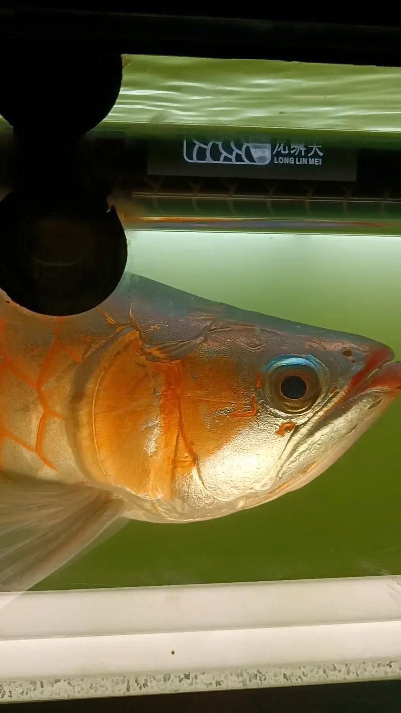 紅龍魚鰓蓋發色詳解圖，紅龍魚發色的各個階段
