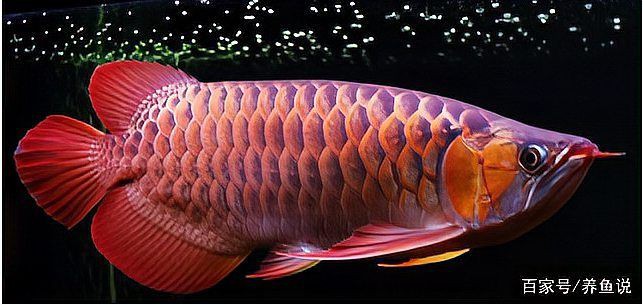 紅龍魚鰓蓋發色詳解圖，紅龍魚發色的各個階段