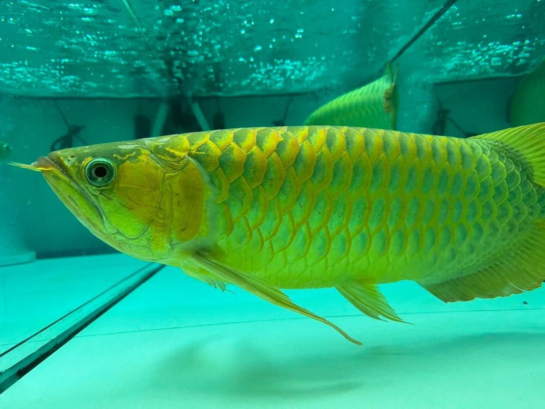 紅龍魚鰓蓋發色詳解圖，紅龍魚發色的各個階段