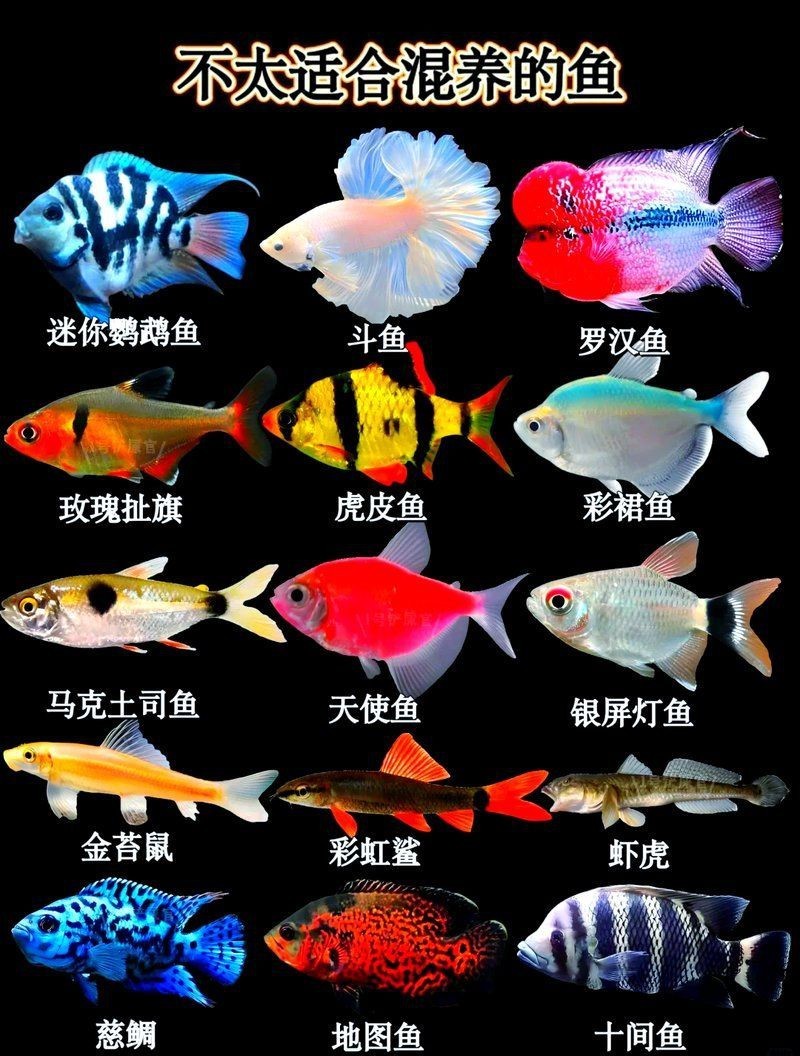 玫瑰丹魚最忌三種魚，玫瑰丹魚混養(yǎng)時(shí)需避免與以下三類魚類接觸