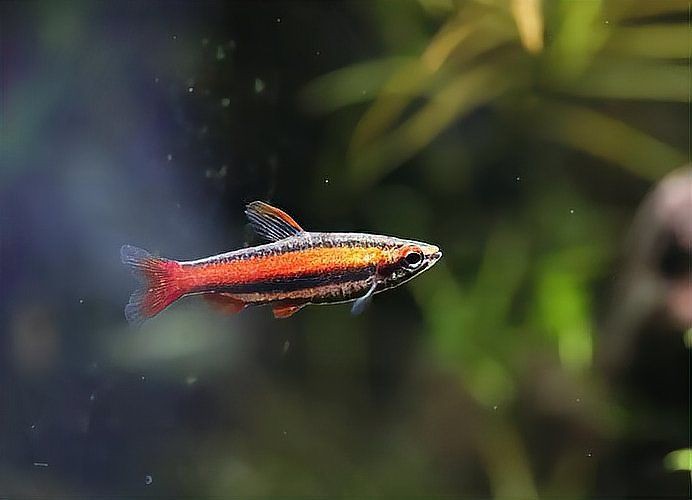 玫瑰丹魚最忌三種魚，玫瑰丹魚混養(yǎng)時(shí)需避免與以下三類魚類接觸