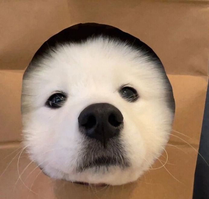 綿陽龍魚店，綿陽龍門烤魚館:美味與舒適的完美結合 綿陽龍魚店，綿陽龍門烤魚館:美味與舒適的完美結合 全國水族館企業名錄 第7張