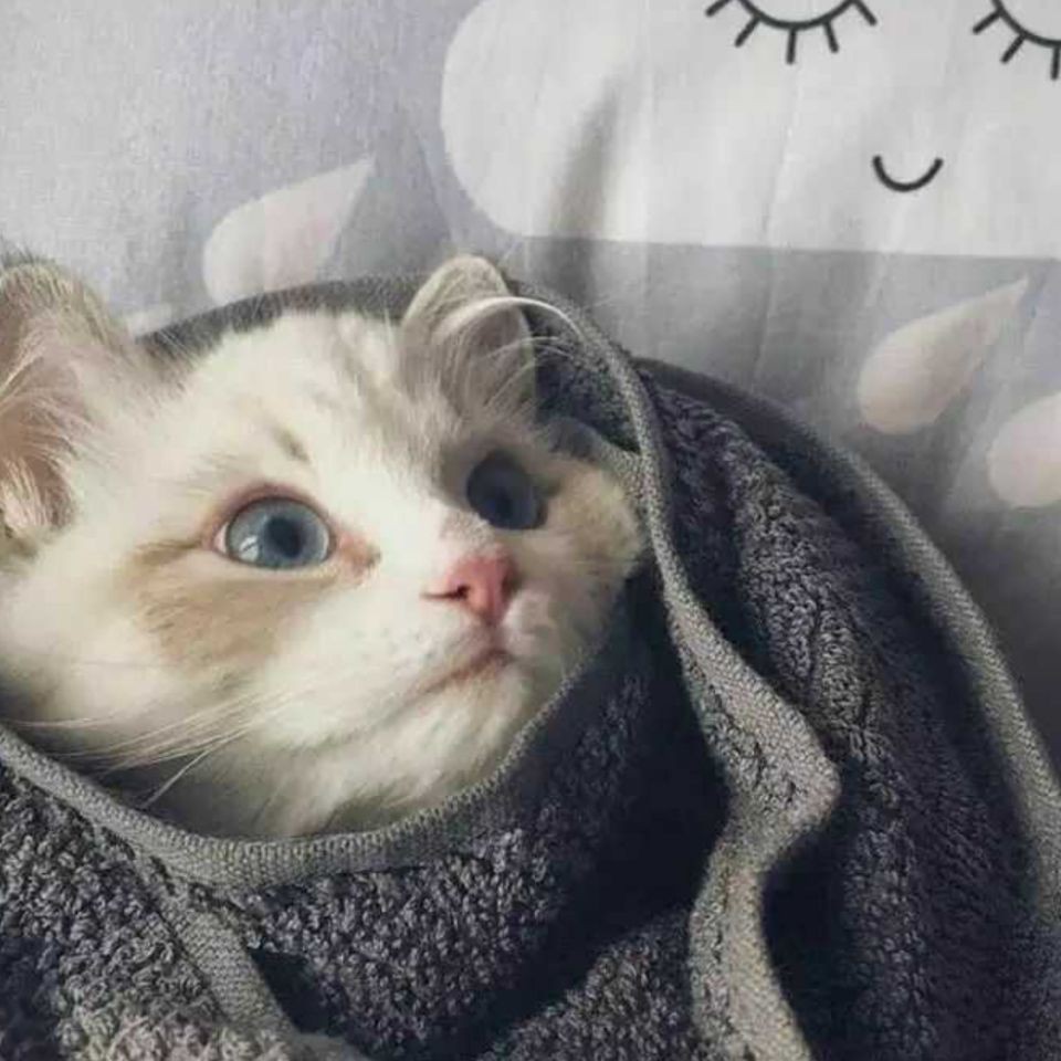 家花最經典十句話，《家花最經典十句話》《家花最經典十句話》聚焦“家花” 家花最經典十句話，《家花最經典十句話》《家花最經典十句話》聚焦“家花” 龍魚論壇 第6張