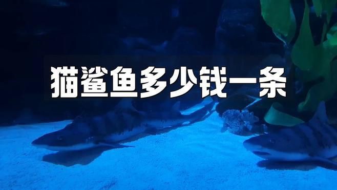 貓鯊多少錢一只，寵物貓鯊魚多少錢一條