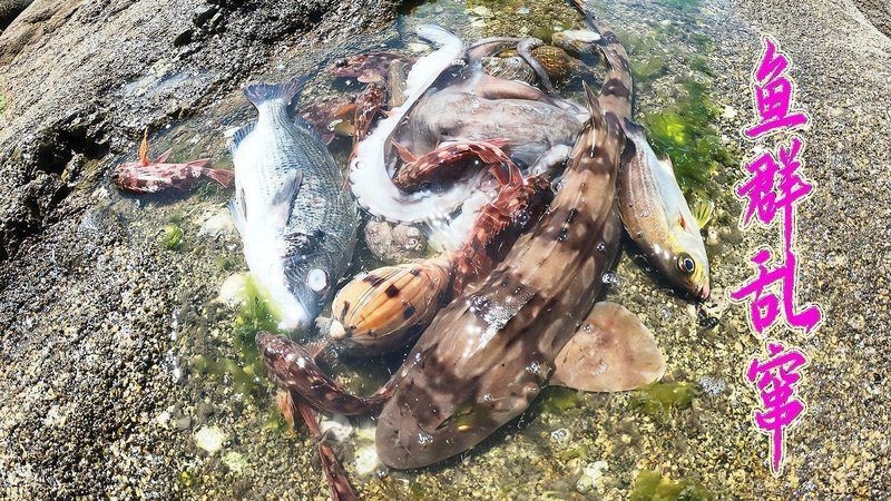 貓鯊多少錢一只，寵物貓鯊魚多少錢一條