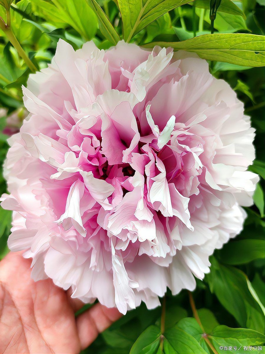 牡丹最吉利的三個顏色，《牡丹最吉利的三個顏色》