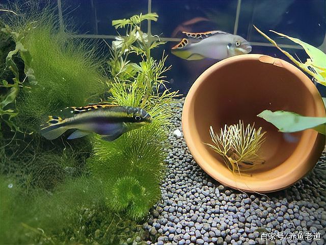 鳳凰魚適合新手養嗎，荷蘭鳳凰魚適合新手飼養的小型熱帶魚種 鳳凰魚適合新手養嗎，荷蘭鳳凰魚適合新手飼養的小型熱帶魚種 龍魚論壇 第2張