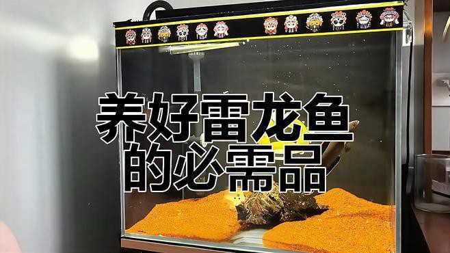 養殖雷龍魚需要哪些基礎設備？，發呆專業戶從0開始養雷龍保姆教程第一篇嗶哩嗶哩嗶哩嗶哩嗶哩