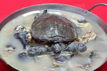 甲魚營養(yǎng)功效與作用，民福康甲魚的功效與作用是什么