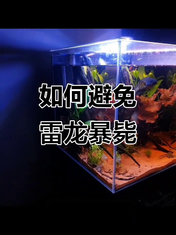 如何預防雷龍魚疾病？，新手雷龍魚新到家三五天不吃東西趴缸沒狀態怎么辦