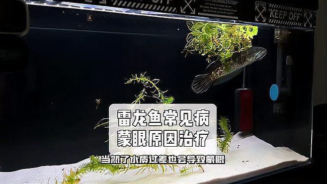 如何預防雷龍魚疾??？，新手雷龍魚新到家三五天不吃東西趴缸沒狀態怎么辦