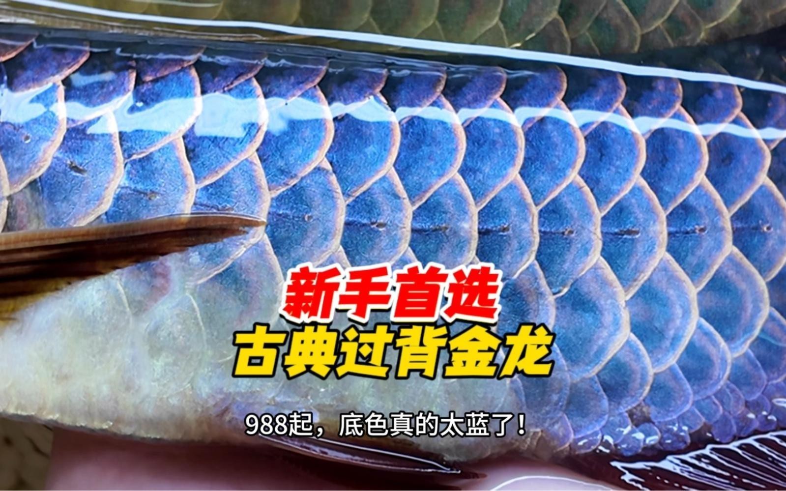如何挑選高品質的古典金龍魚？，《如何挑選高品質的古典金龍魚?》 如何挑選高品質的古典金龍魚？，《如何挑選高品質的古典金龍魚?》 龍魚百科 第6張