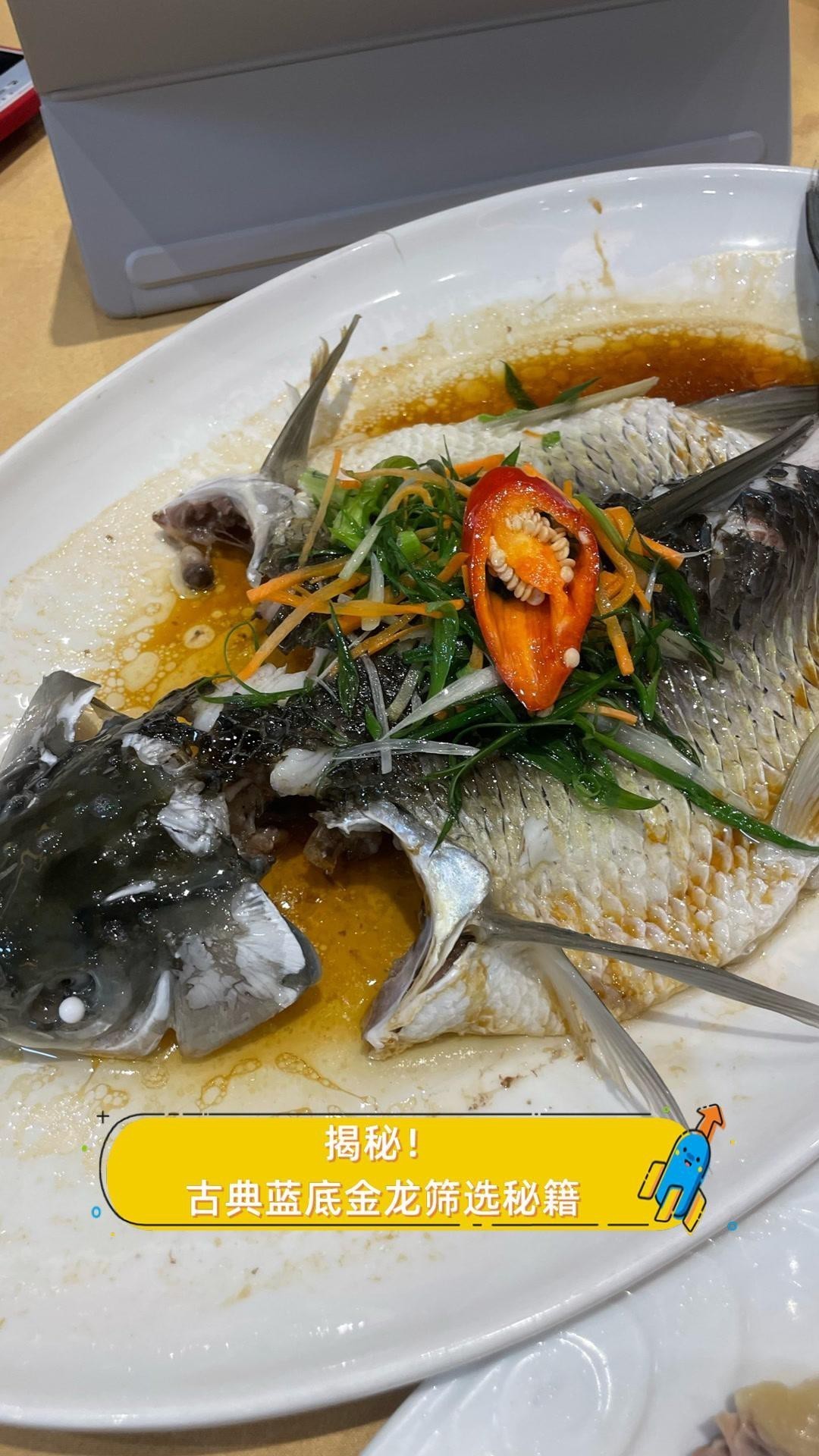 如何挑選高品質的古典金龍魚？，《如何挑選高品質的古典金龍魚?》 如何挑選高品質的古典金龍魚？，《如何挑選高品質的古典金龍魚?》 龍魚百科 第4張