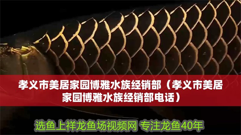 孝義龍魚店，孝義龍魚店價格是多少孝義龍魚店的價格范圍是多少