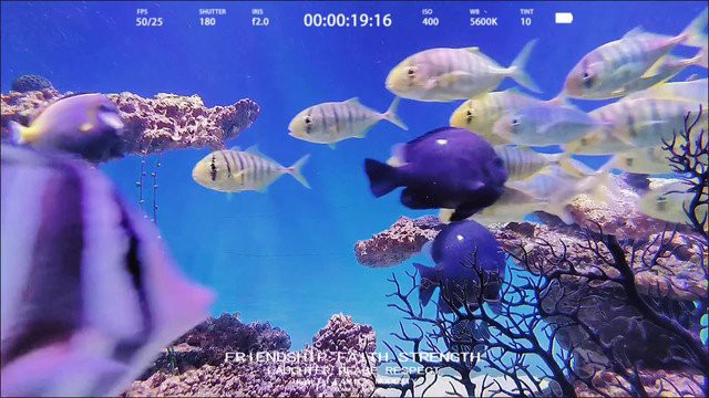 泉州水族店，泉州新門街|超有港風氛圍的水族店攜程旅行