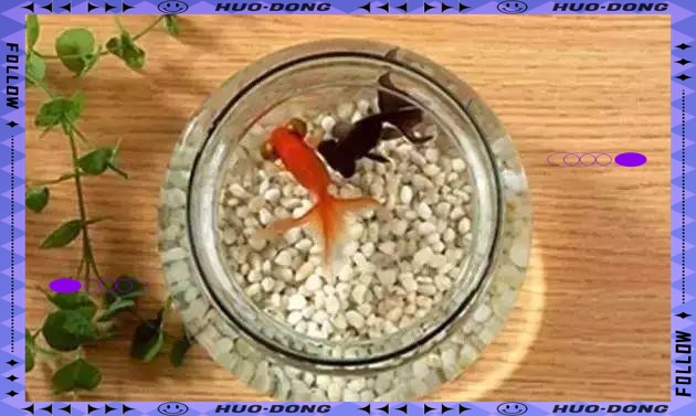 辦公室養龍魚幾條風水學，辦公室養龍魚數量與風水布局