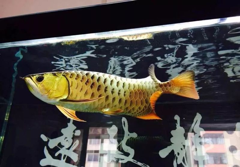 辦公室養龍魚幾條風水學，辦公室養龍魚數量與風水布局