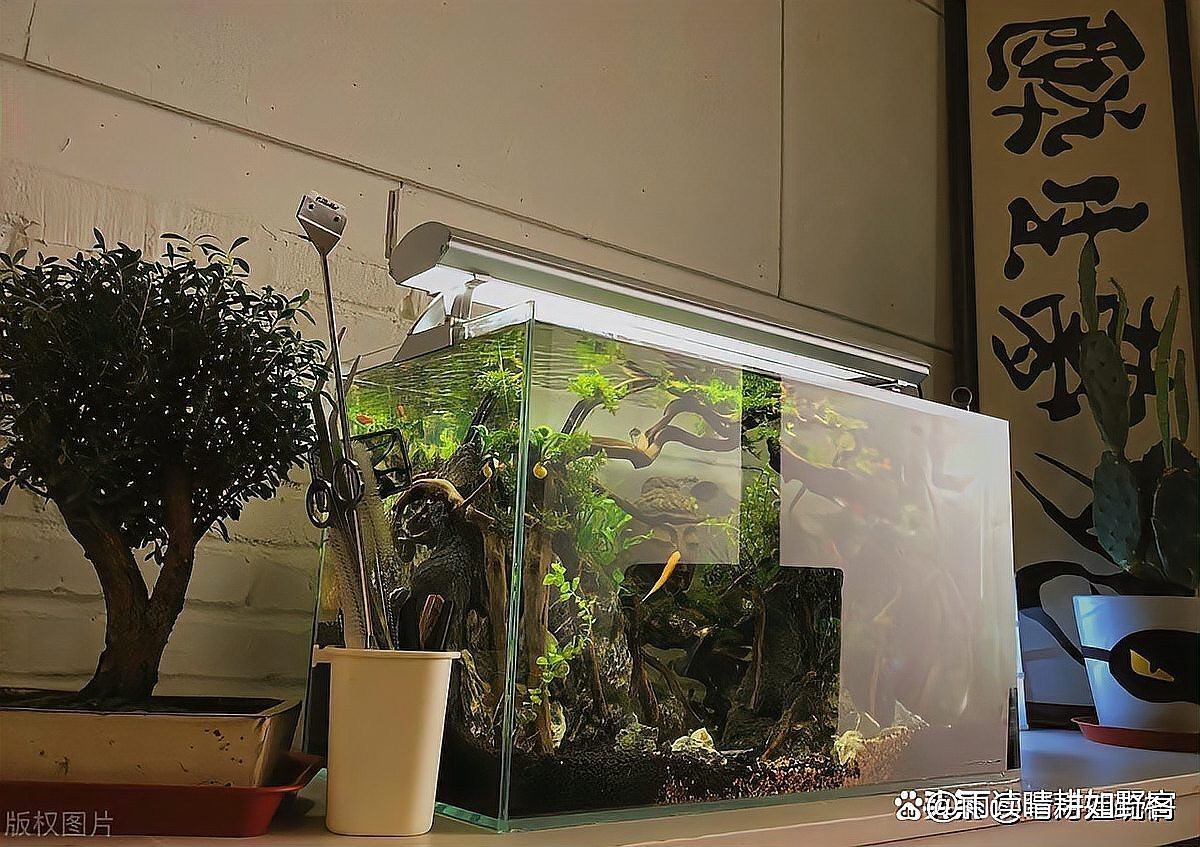 辦公室養龍魚幾條風水學，辦公室養龍魚數量與風水布局